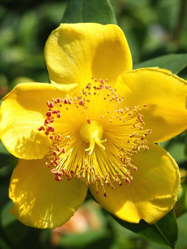 Hohes Johanniskraut, Hypericum moserianum kaufen im Online-Shop der Bohlken Baumschulen