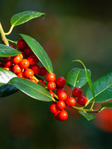 Ilex aquifolium 'Limsi' ® 'Siberia' ®, Stechpalme 'Limsi' ® 'Siberia' ® im Onlineshop der Bohlken Baumschulen