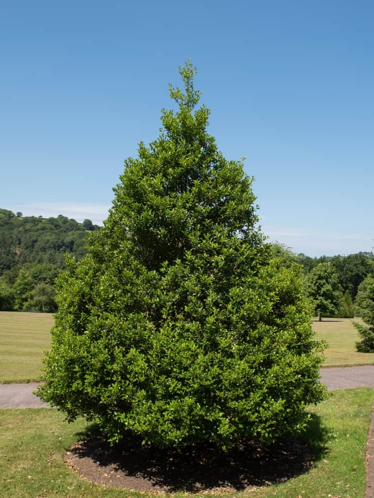 Ilex aquifolium 'Limsi' ® 'Siberia' ®, Stechpalme 'Limsi' ® 'Siberia' ® im Onlineshop der Bohlken Baumschulen