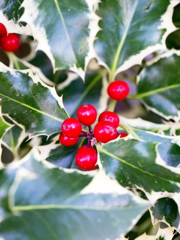 Ilex aquifolium 'Silver Queen', Weißbunte Stechpalme 'Silver Queen' im Onlineshop der Bohlken Baumschulen