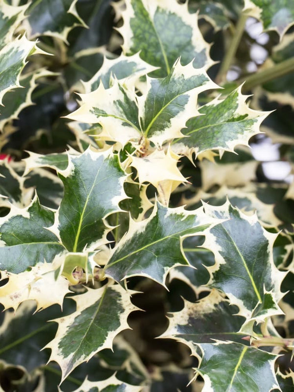 Ilex aquifolium 'Silver Queen', Weißbunte Stechpalme 'Silver Queen' im Onlineshop der Bohlken Baumschulen