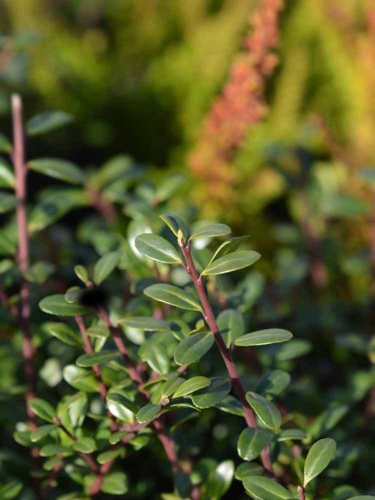 Ilex crenata 'Ellipta Convex', Berg-Ilex 'Ellipta Convex' im Onlineshop der Bohlken Baumschulen