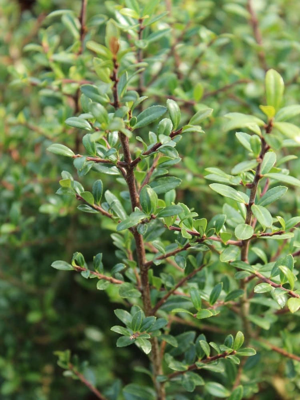 Ilex crenata 'Stokes', Niedriger Berg-Ilex 'Stokes' im Onlineshop der Bohlken Baumschulen