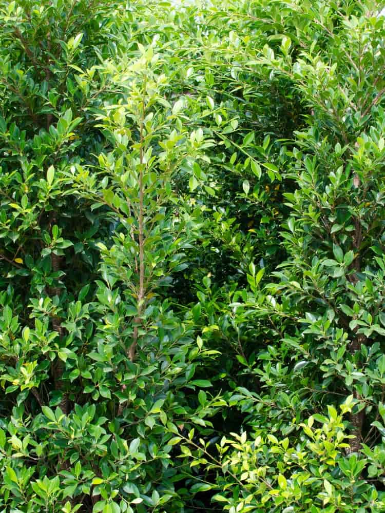 Ilex crenata 'Twiggy', Berg-Ilex 'Twiggy' im Onlineshop der Bohlken Baumschulen