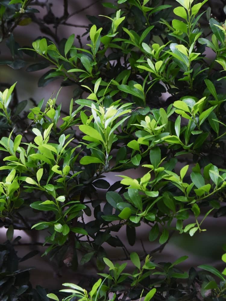 Ilex maximowicziana ʻImpalaʼ, Kleinlaubige Japan-Hülse 'Impala' ® im Onlieshop der Bohlken Baumschulen