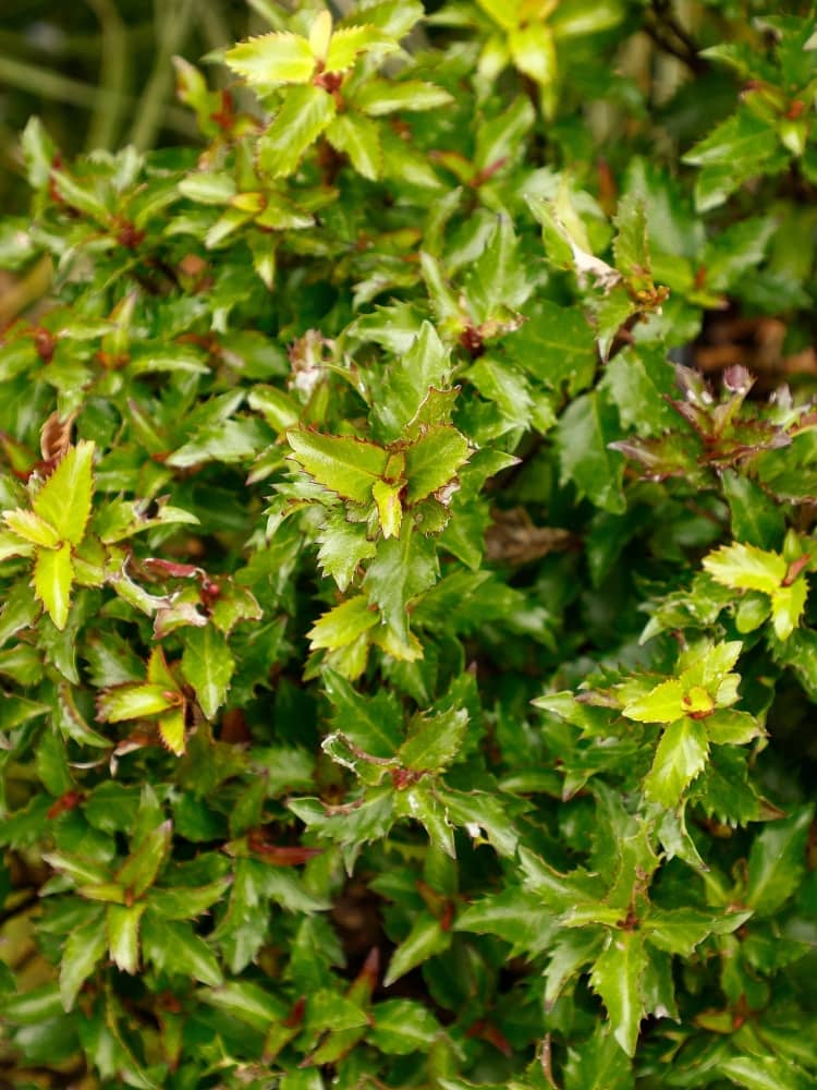 Stechpalme 'Magical Little Rascal'