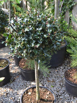 Stechpalme 'Blue Maid' ® Stämmchen, Ilex meserveae 'Blue Maid' ® im Onlineshop der Bohlken Baumschulen