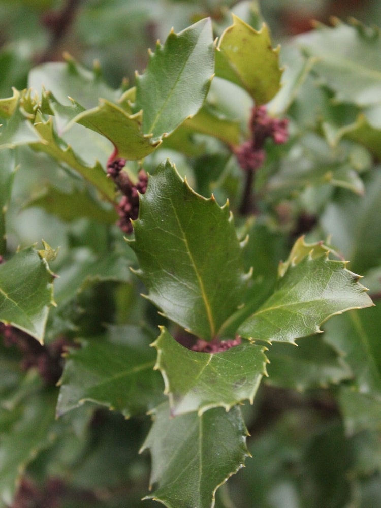 Artikelbild für Stechpalme Ilex meserveae 'Heckenpracht' ® im Onlineshop der Bohlken Baumschulen