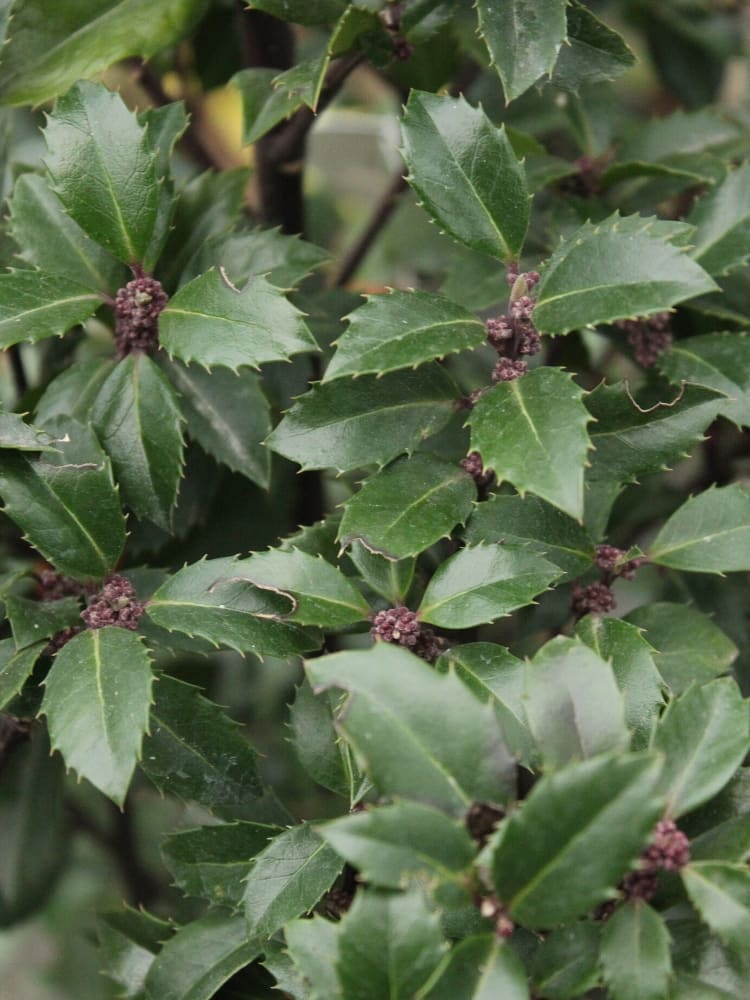 Artikelbild für Stechpalme Ilex meserveae 'Heckenstar' ® im Onlineshop der Bohlken Baumschulen