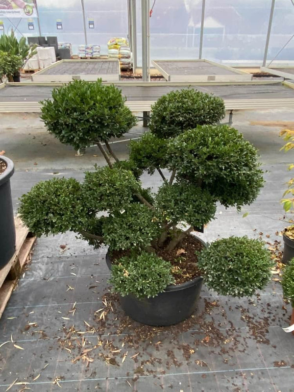 Ilex mutchagara, Stechpalme mutchagara Bonsai im Onlineshop der Bohlken Baumschulen