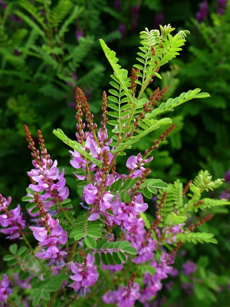 Indigofera heterantha, Himalaya-Indigostrauch im Onlineshop der Bohlken Baumschulen