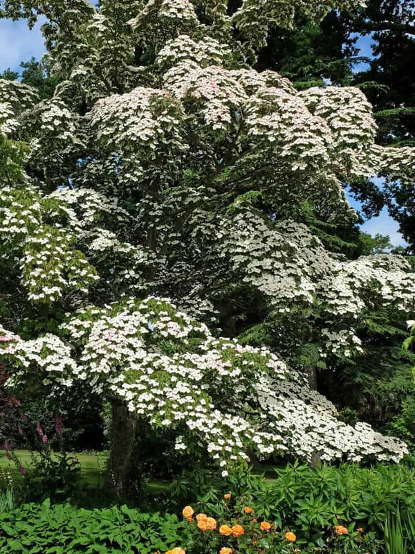 Japanischer Blumen-Hartriegel 'Norman Haddon', Cornus kousa 'Norman Haddon' bei Bohlken Baumschulen im Onlineshop