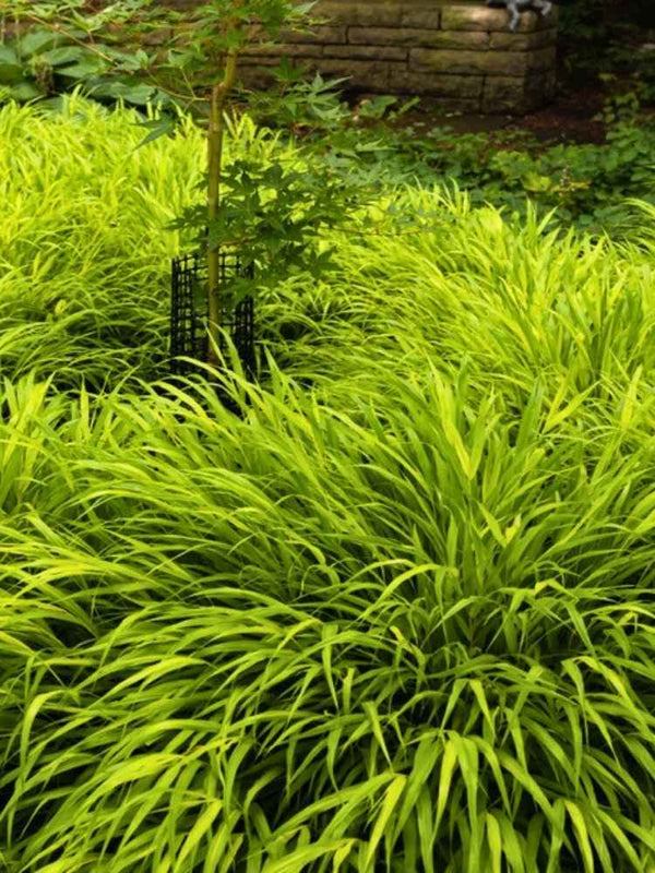 Japanisches Berggras 'Allgold', Hakonechloa macra 'Allgold' im Onlineshop der Bohlken Baumschulen