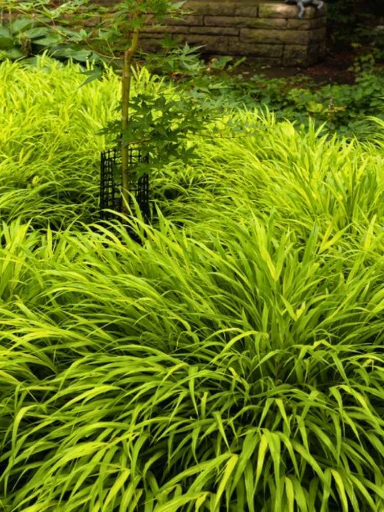 Japanisches Berggras 'Allgold', Hakonechloa macra 'Allgold' im Onlineshop der Bohlken Baumschulen