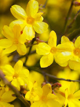 Jasminum nudiflorum | Gelber Winterjasmin | kaufen im Onlineshop der Bohlken Baumschulen