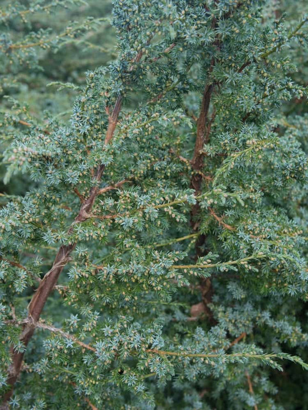 Juniperus chinensis 'Blue Alps', Chinesischer Wacholder 'Blue Alps' im Onlineshop der Bohlken Baumschulen