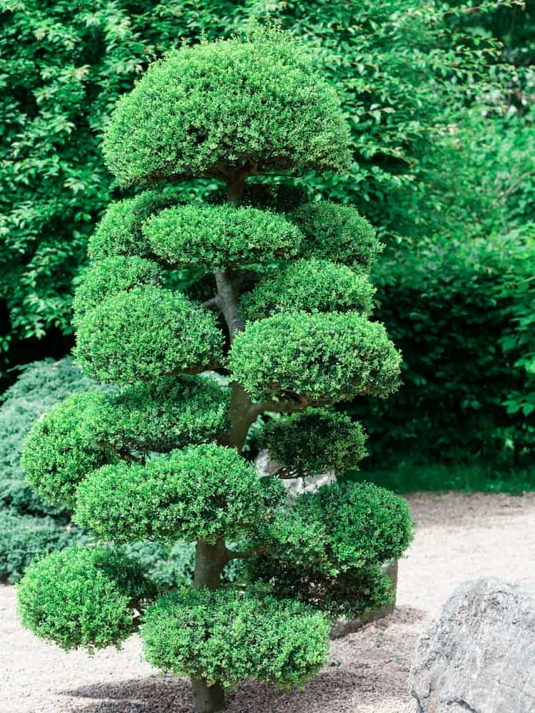 Juniperus chinensis 'Blue Alps' Bonsai, Chinesischer Wacholder 'Blue Alps' im Onlineshop der Bohlken Baumschulen
