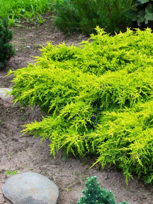 Juniperus chinensis 'Golden Saucer', Chinesischer Wacholder 'Golden Saucer' im Onlineshop der Bohlken Baumschulen