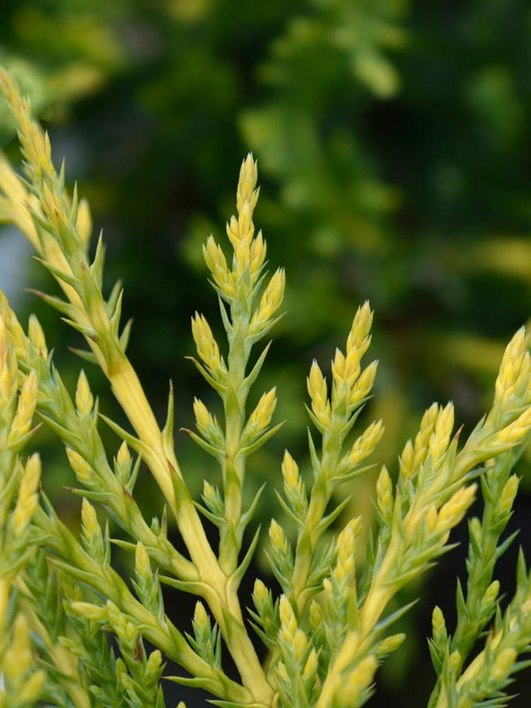 Juniperus chinensis 'Golden Saucer', Chinesischer Wacholder 'Golden Saucer' im Onlineshop der Bohlken Baumschulen