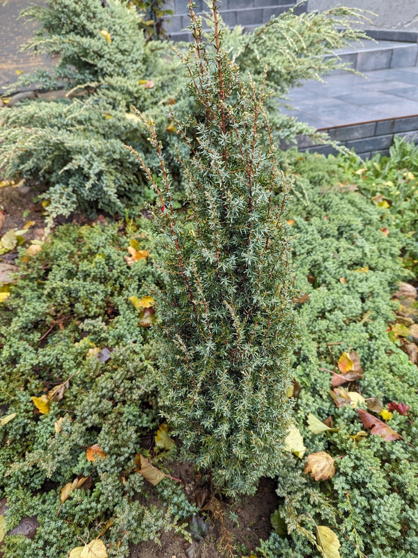 Juniperus communis 'Arnold', Heidewachholder 'Arnold' im Onlineshop der Bohlken Baumschulen
