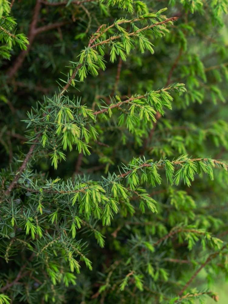 Juniperus communis 'Bruns', Gemeiner Wacholder 'Bruns' im Onlineshop der Bohlken Baumschulen