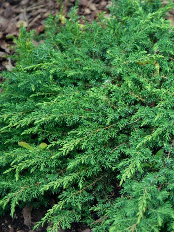 Juniperus communis 'Green Mantle', Teppichwacholder 'Green Mantle' im Onlineshop der Bohlken Baumschulen