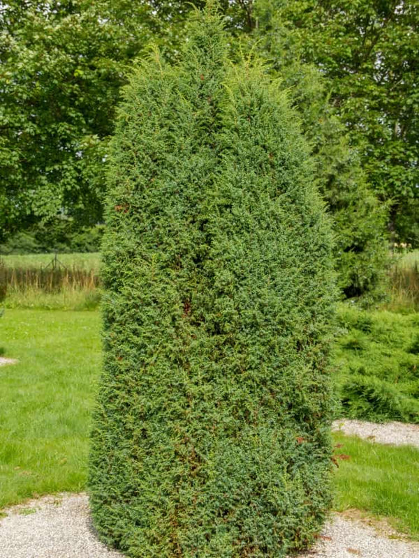 Juniperus communis 'Hibernica', Irischer Säulenwacholder 'Hibernica' im Onlineshop der Bohlken Baumschulen