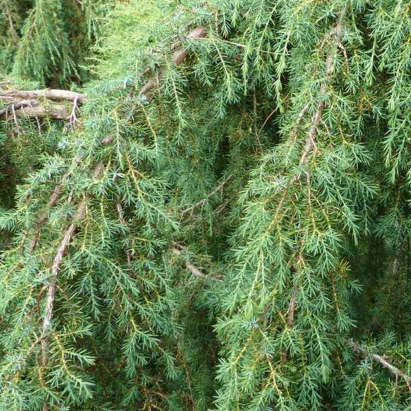 Jetzt Kriechender Heidewacholder 'Hornibrookii' online kaufen bei Bohlken  Pflanzenversand – Bohlken Pflanzenversand GbR