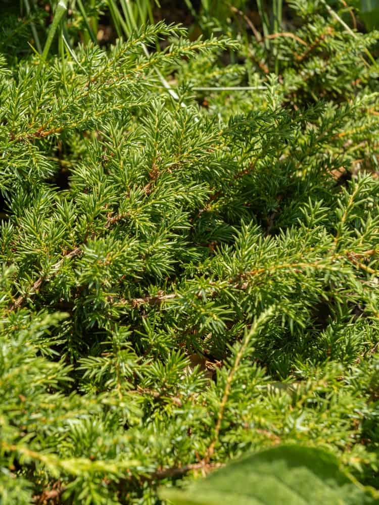 Juniperus communis 'Repanda', Kriechender Wacholder 'Repanda' im Onlineshop der Bohlken Baumschulen