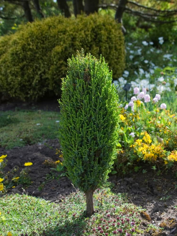 Juniperus communis 'Suecica', Schwedischer Säulenwacholder 'Suecica' im Onlineshop der Bohlken Baumschulen