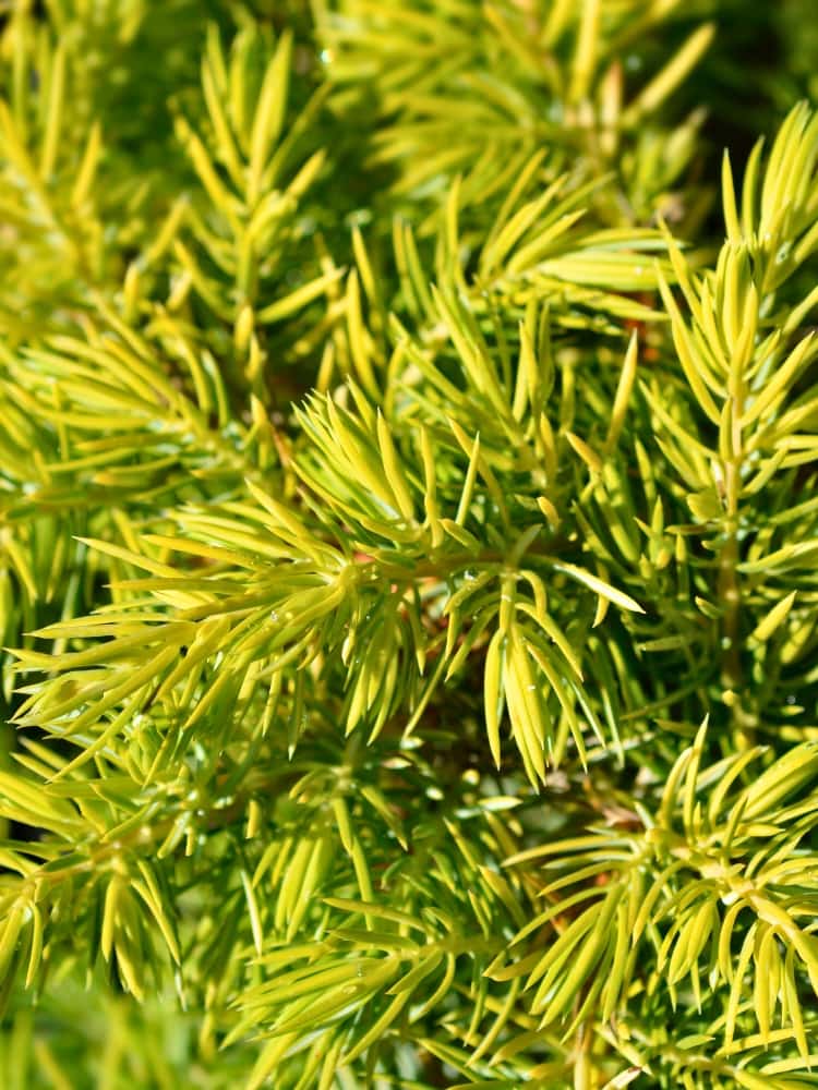 Juniperus conferta 'Allgold', Strand-Wacholder 'Allgold' im Onlineshop der Bohlken Baumschulen