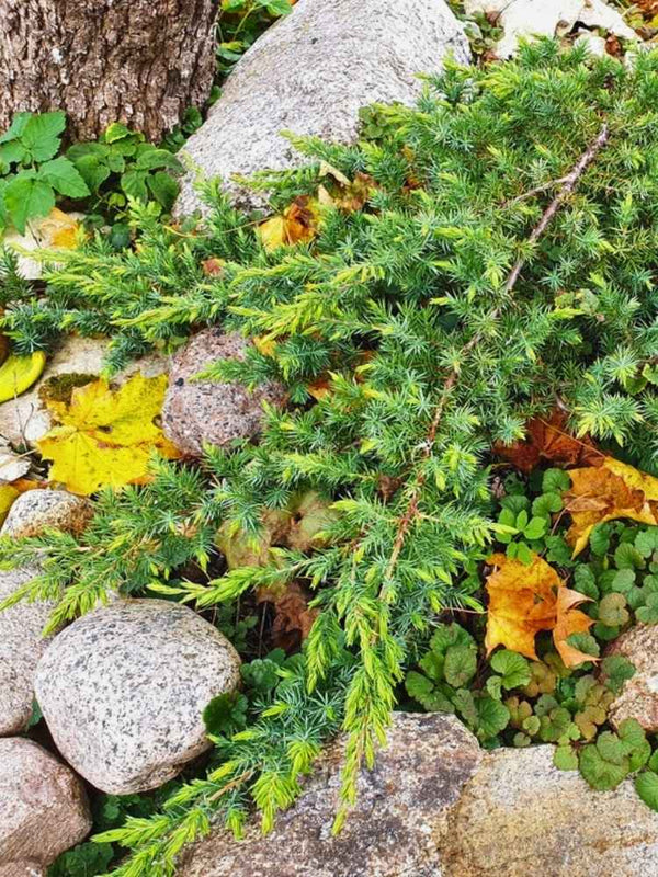 Juniperus conferta 'Slager', Sachalin-Kriechwacholder 'Slager' im Onlineshop der Bohlken Baumschulen