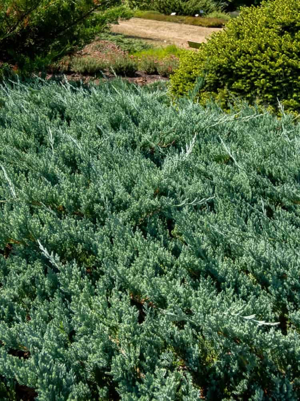 Juniperus horizontalis 'Blue Chip', Teppich-Wacholder 'Blue Chip' im Onlineshop der Bohlken Baumschulen