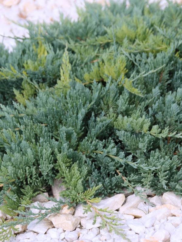 Juniperus horizontalis 'Blue Chip', Teppich-Wacholder 'Blue Chip' im Onlineshop der Bohlken Baumschulen