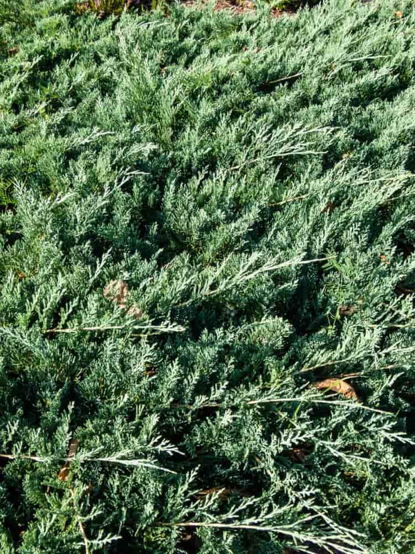 Juniperus horizontalis 'Glauca', Blauer Teppichwacholder 'Glauca' im Onlineshop der Bohlken Baumschulen