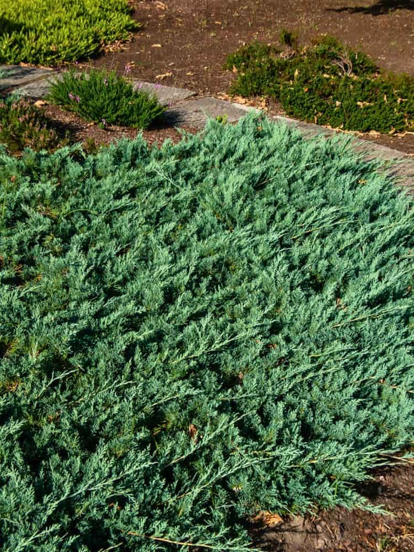 Juniperus horizontalis 'Glauca', Blauer Teppichwacholder 'Glauca' im Onlineshop der Bohlken Baumschulen