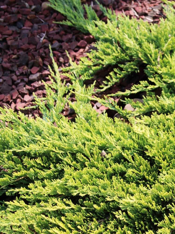 Juniperus horizontalis 'Golden Carpet', Gelber Teppich-Wacholder 'Golden Carpet' im Onlineshop der Bohlken Baumschulen