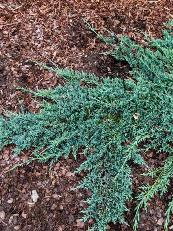 Juniperus horizontalis 'Icee Blue' ®, Teppichwacholder 'Icee Blue' ® im Onlineshop der Bohlken Baumschulen kaufen