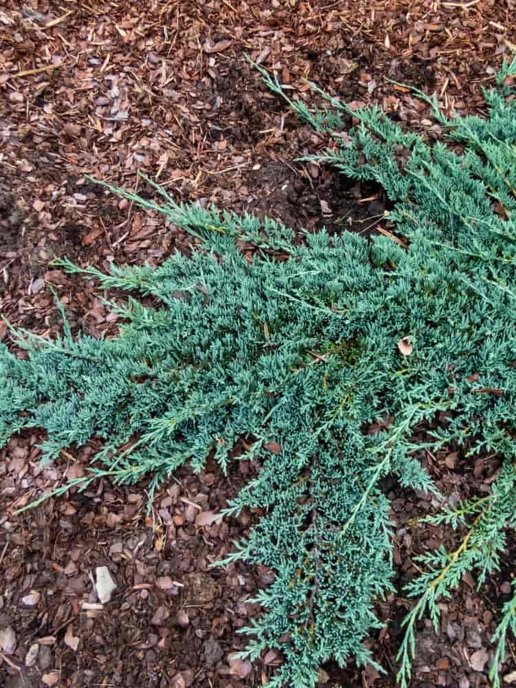 Juniperus horizontalis 'Icee Blue' ®, Teppichwacholder 'Icee Blue' ® im Onlineshop der Bohlken Baumschulen kaufen