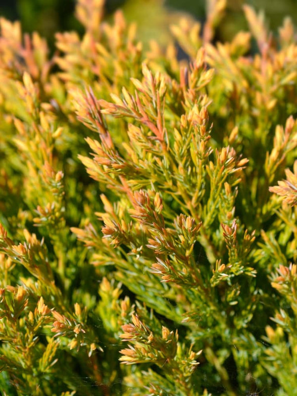 Juniperus horizontalis 'Limeglow', Teppich-Wacholder 'Limeglow' im Onlineshop der Bohlken Baumschulen