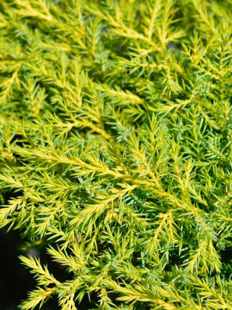 Juniperus media 'Gold Star', Gelber Wacholder 'Gold Star' im Onlineshop der Bohlken Baumschulen