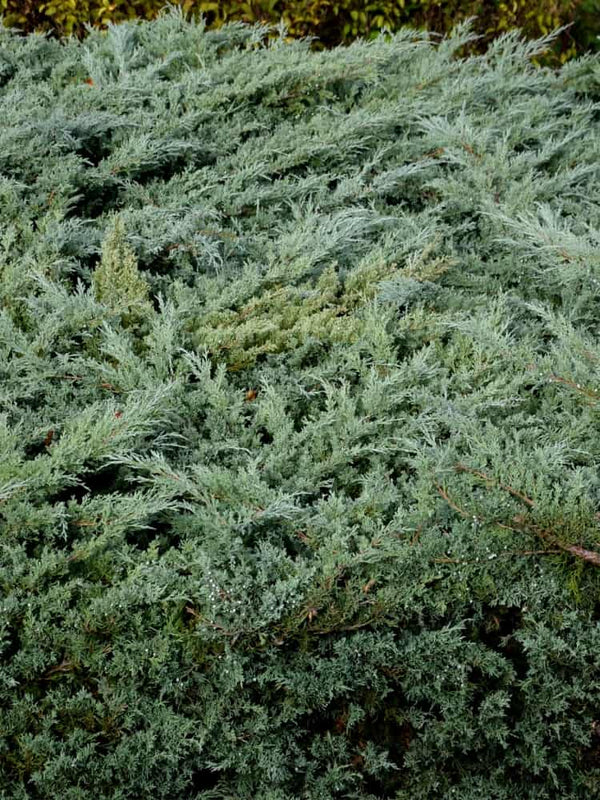 Juniperus media 'Hetzii', Grauer Strauchwachholder 'Hetzii' im Onlineshop der Bohlken Baumschulen