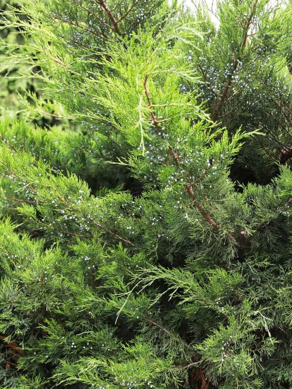 Juniperus media 'Mint Julep', Strauchwacholder 'Mint Julep' im Onlineshop der Bohlken Baumschulen