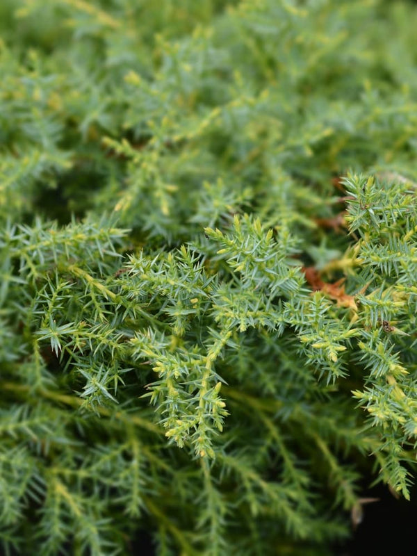 Juniperus media 'Pfitzeriana Compacta', Niedriger Pfitzer-Wacholder 'Pfitzeriana Compacta' im Onlineshop der Bohlken Baumschulen