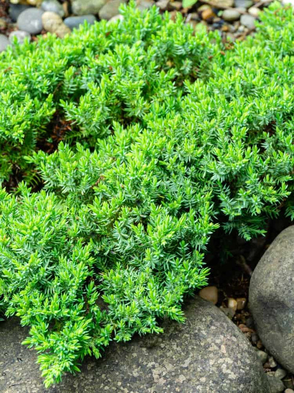 Juniperus procumbens 'Nana', Niederer Zwergwacholder 'Nana' im Onlineshop der Bohlken Baumschulen