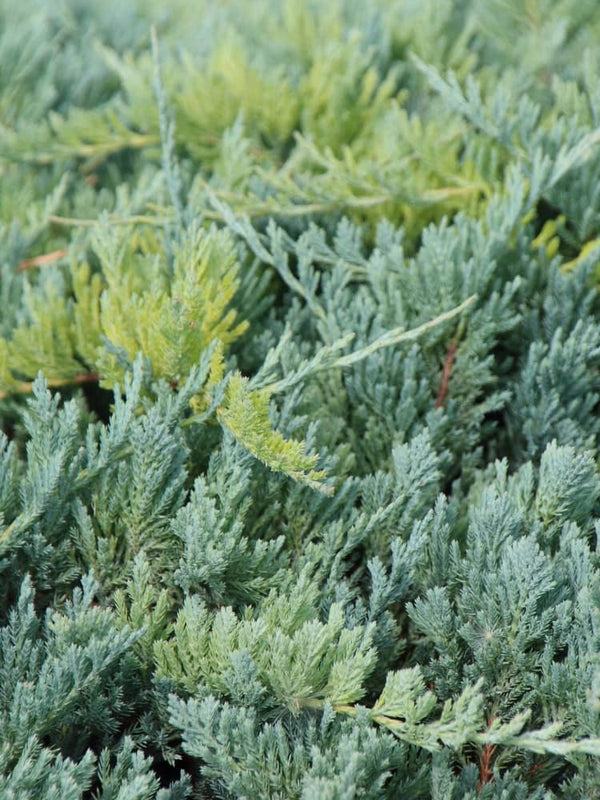 Juniperus sabina 'Tam No Blight', Tamarisken-Wacholder 'Tam No Blight' im Onlineshop der Bohlken Baumschulen