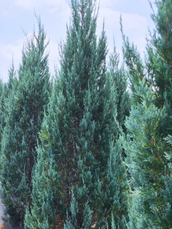 Juniperus scopulorum 'Wichita Blue', Blauer Kegel-Wacholder 'Wichita Blue' im Onlineshop der Bohlken Baumschulen
