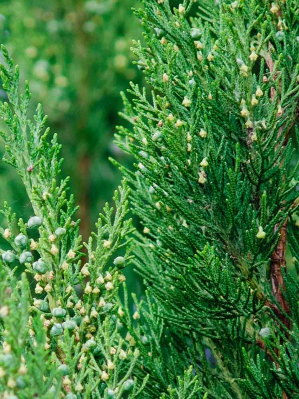 Juniperus virginiana 'Canaertii', Virginischer Wacholder 'Canaertii' im Onlineshop der Bohlken Baumschulen