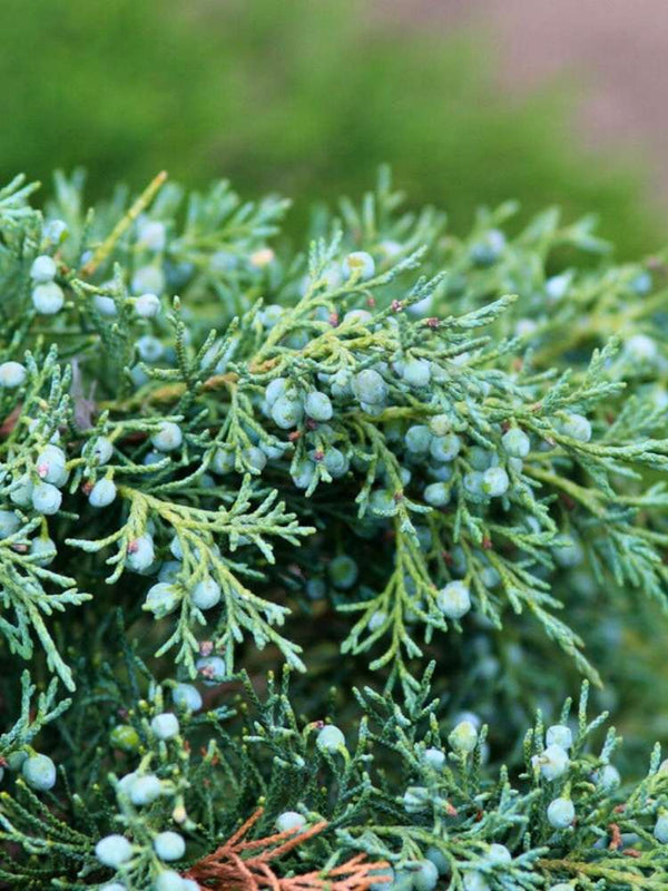 Juniperus virginiana 'Glauca', Virginischer Blau-Wacholder 'Glauca' im Onlineshop der Bohlken Baumschulen