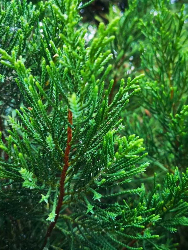 Juniperus virginiana 'Helle', Virginischer Wacholder 'Helle' im Onlineshop der Bohlken Baumschulen